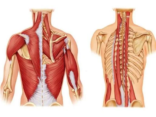 Current Approaches in Musculoskeletal System Health: All Orthopedics and Traumatology Services