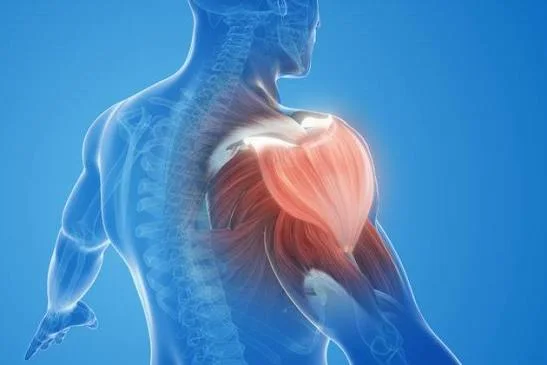 Current Approaches in Musculoskeletal System Health: All Orthopedics and Traumatology Services